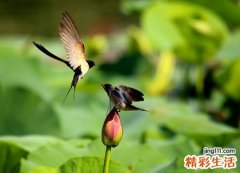 梦见雏燕在窝里等待大燕子喂食