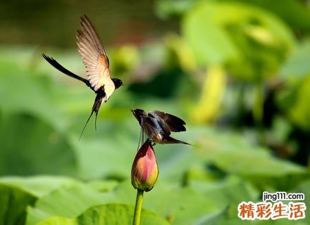 梦见雏燕在窝里等待大燕子喂食