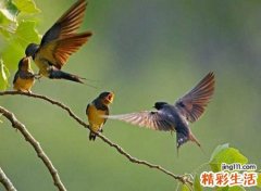 梦见小燕子落在自己手上好可爱的样子