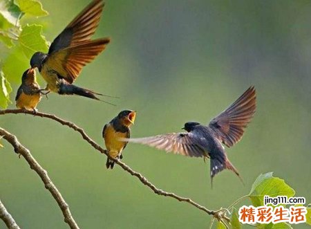 梦见小燕子落在自己手上好可爱的样子
