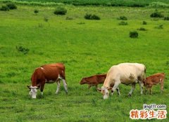 梦见一群牛在庄稼地里吃草