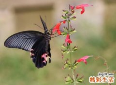 文艺小清新的个性昵称，文人墨客的简约艺术范网名