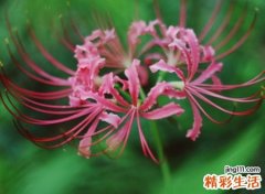 迷失的深度梦境小清新网名，微信昵称冰雅蝶雪恋