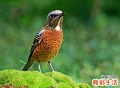 苦竹映月典雅的古风网名，微信昵称月叹相思梦醉清风
