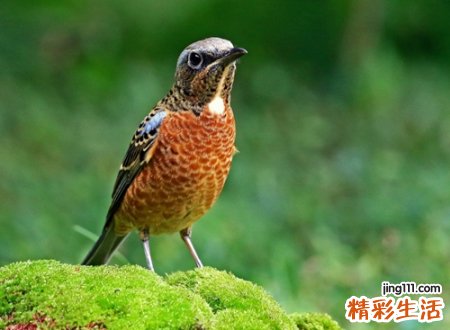 苦竹映月典雅的古风网名，微信昵称月叹相思梦醉清风