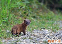 梦见黄鼠狼很我非常友善