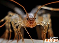 梦见蚰蜒趴在墙上准备攻击猎物