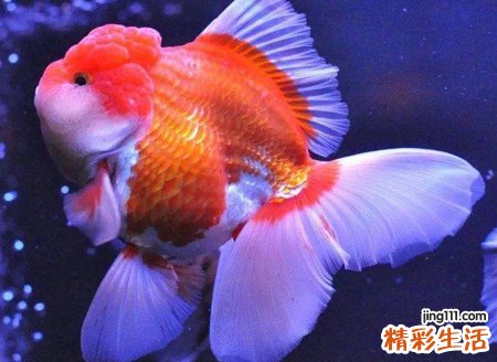 梦见奇形怪状可怕的鱼在湖里出没