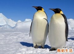 好听带雪的唯美网名