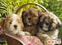 梦见狗生小狗是什么意思