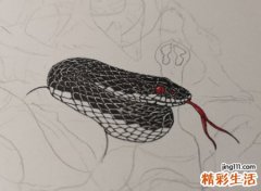 梦见黑色的蛇