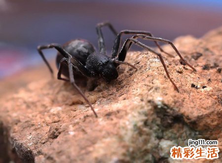 梦见大黑蜘蛛