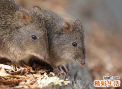 梦见老鼠咬自己