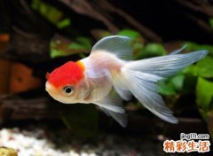 女人梦见好多小金鱼