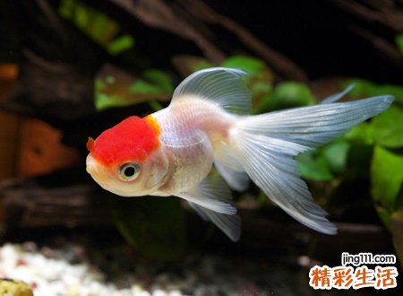 女人梦见好多小金鱼