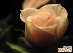 梦到母亲去世是什么意思