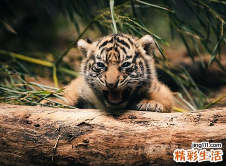 梦见养老虎是什么预兆