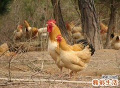 做梦梦见鸡是什么意思