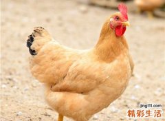 做梦梦到鸡什么意思