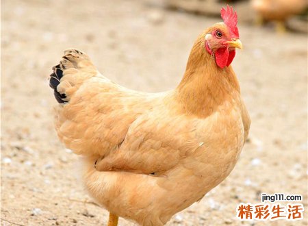 做梦梦到鸡什么意思