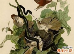 孕妇梦见小黑蛇是什么意思