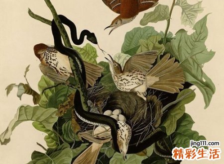 孕妇梦见小黑蛇是什么意思