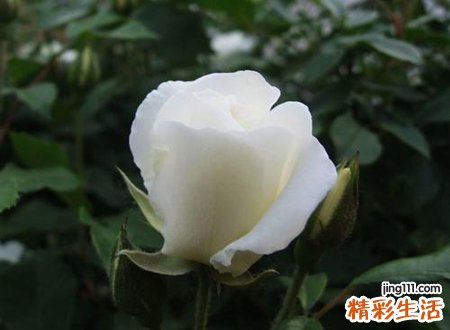 梦见很多不认识的死尸