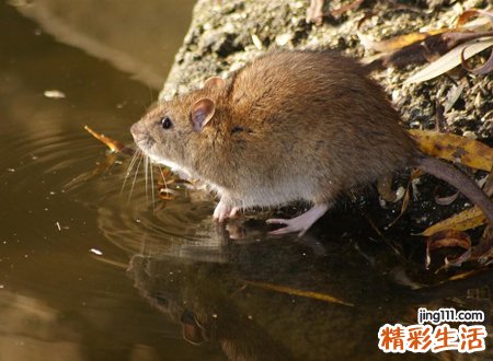 梦见老鼠咬我