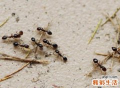 女人梦见蚂蚁成群