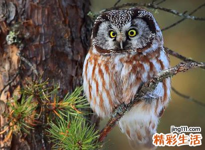梦见猫头鹰来家有什么预兆