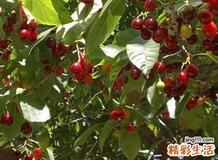 梦见树上结满果子