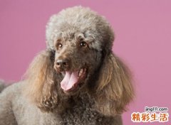 做梦梦到狗咬我什么意思
