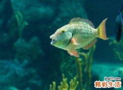 梦见鱼在水里游