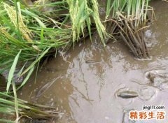 梦见抓黄鳝是什么征兆