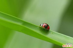 女人梦到蠕动的软体虫子是什么意思？
