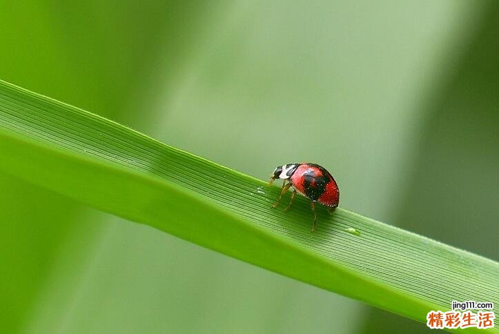 女人梦到蠕动的软体虫子是什么意思？