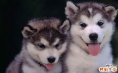 梦见狗狗对我热情扑向我是什么意思？预兆着什么？