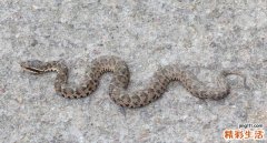 妈妈梦见儿子被蛇咬是什么意思