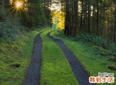 幽静唯美风格的森系网名