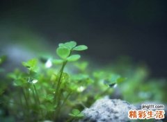 2021唯美古风韵味的抖音昵称