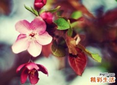 2021卧听桃花雨最柔情的文艺网名