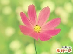 古风有诗意的四字高冷网名
