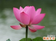 适合父母的微信昵称