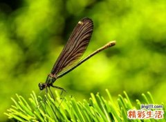 有意思的网名昵称