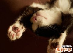 和猫有关的网名