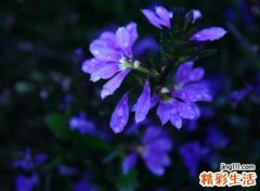 带紫字的唯美网名