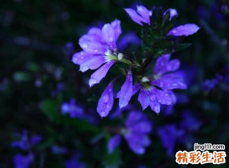 带紫字的唯美网名