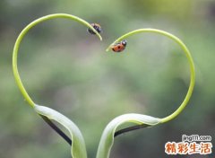 有寓意的粉丝团名字