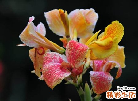 好听吸引人的微博昵称