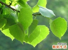 恬静淡雅的网名